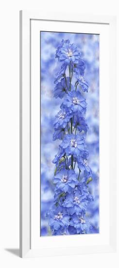 Blue Larkspur-Cora Niele-Framed Photographic Print