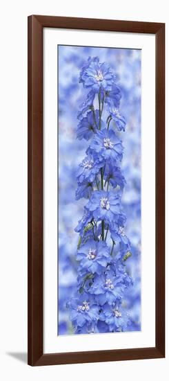 Blue Larkspur-Cora Niele-Framed Photographic Print