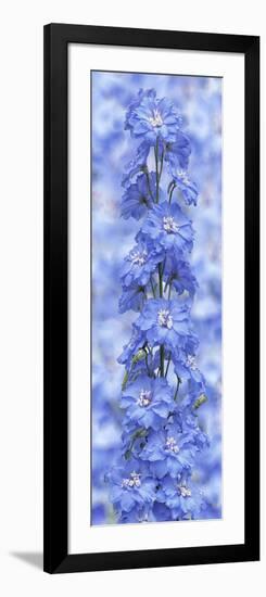 Blue Larkspur-Cora Niele-Framed Photographic Print