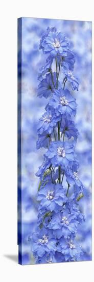 Blue Larkspur-Cora Niele-Stretched Canvas