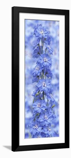 Blue Larkspur-Cora Niele-Framed Photographic Print