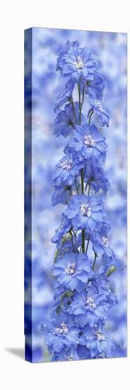 Blue Larkspur-Cora Niele-Stretched Canvas