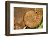 Blue-legged chameleon, close up of tail, Madagascar-Chris Mattison-Framed Photographic Print