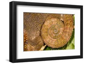 Blue-legged chameleon, close up of tail, Madagascar-Chris Mattison-Framed Photographic Print