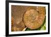 Blue-legged chameleon, close up of tail, Madagascar-Chris Mattison-Framed Photographic Print