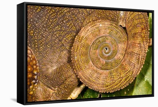 Blue-legged chameleon, close up of tail, Madagascar-Chris Mattison-Framed Stretched Canvas