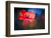 Blue Light Poppy-Ursula Abresch-Framed Photographic Print