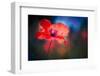 Blue Light Poppy-Ursula Abresch-Framed Photographic Print