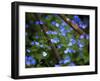 Blue Little Flowers-Istv?n Nagy-Framed Photographic Print