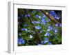 Blue Little Flowers-Istv?n Nagy-Framed Photographic Print