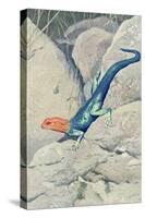 Blue Lizard with Orange Head-null-Stretched Canvas