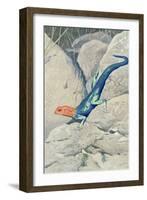 Blue Lizard with Orange Head-null-Framed Art Print