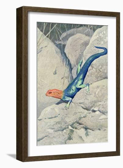 Blue Lizard with Orange Head-null-Framed Art Print