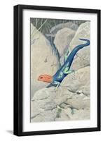 Blue Lizard with Orange Head-null-Framed Art Print