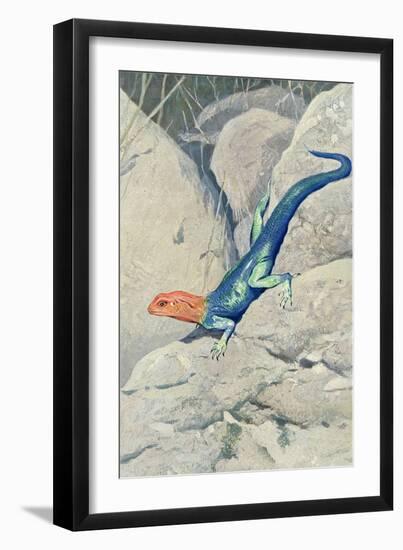 Blue Lizard with Orange Head-null-Framed Art Print