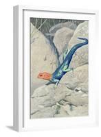 Blue Lizard with Orange Head-null-Framed Art Print