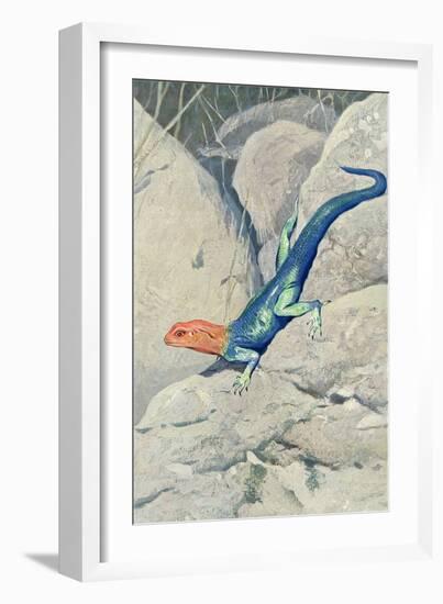 Blue Lizard with Orange Head-null-Framed Art Print