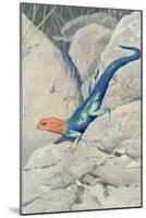 Blue Lizard with Orange Head-null-Mounted Art Print