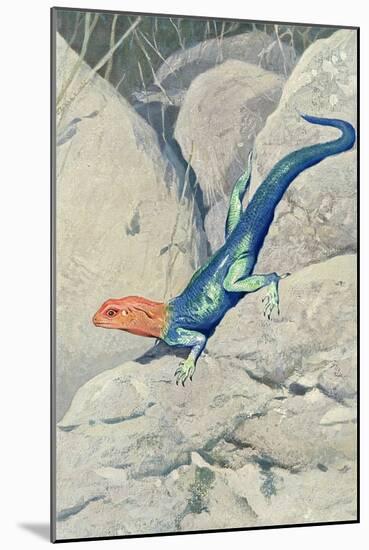 Blue Lizard with Orange Head-null-Mounted Art Print