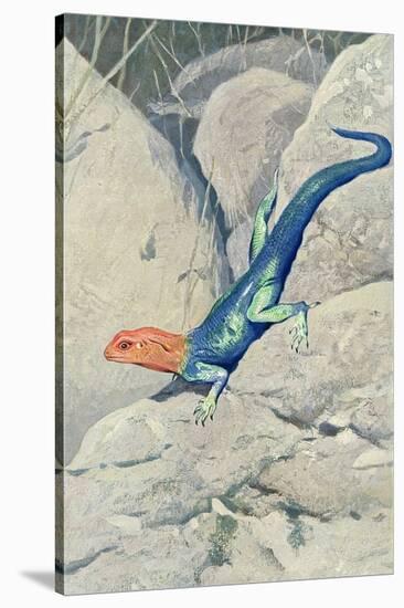 Blue Lizard with Orange Head-null-Stretched Canvas