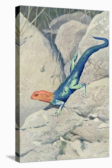 Blue Lizard with Orange Head-null-Stretched Canvas