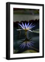 Blue Lotus Water Lily and Reflection-PomInOz-Framed Premium Photographic Print