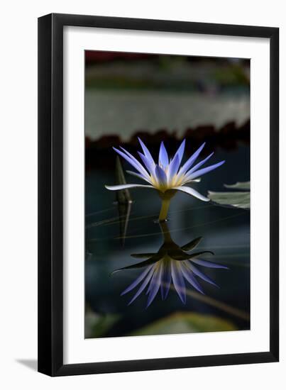 Blue Lotus Water Lily and Reflection-PomInOz-Framed Premium Photographic Print