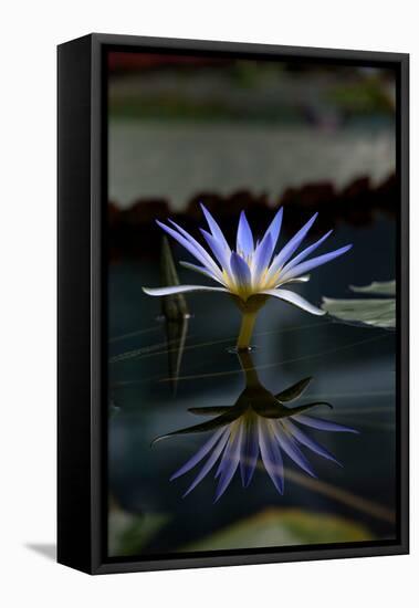 Blue Lotus Water Lily and Reflection-PomInOz-Framed Stretched Canvas