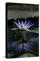 Blue Lotus Water Lily and Reflection-PomInOz-Stretched Canvas