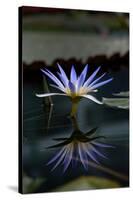 Blue Lotus Water Lily and Reflection-PomInOz-Stretched Canvas