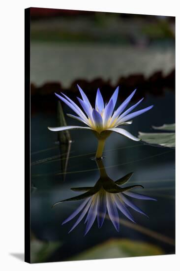 Blue Lotus Water Lily and Reflection-PomInOz-Stretched Canvas