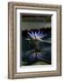 Blue Lotus Water Lily and Reflection-PomInOz-Framed Photographic Print