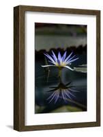 Blue Lotus Water Lily and Reflection-PomInOz-Framed Photographic Print