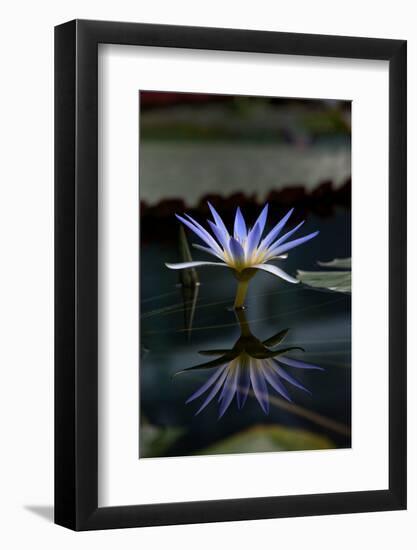 Blue Lotus Water Lily and Reflection-PomInOz-Framed Photographic Print