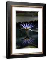 Blue Lotus Water Lily and Reflection-PomInOz-Framed Photographic Print