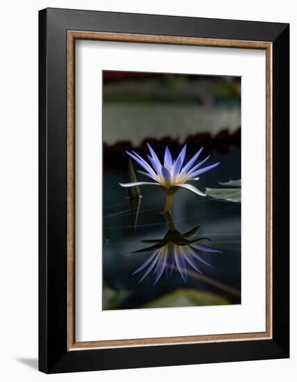 Blue Lotus Water Lily and Reflection-PomInOz-Framed Photographic Print