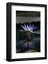 Blue Lotus Water Lily and Reflection-PomInOz-Framed Photographic Print
