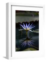 Blue Lotus Water Lily and Reflection-PomInOz-Framed Photographic Print