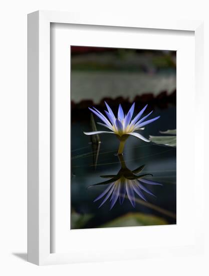 Blue Lotus Water Lily and Reflection-PomInOz-Framed Photographic Print