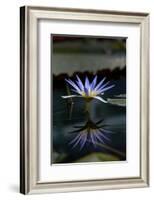 Blue Lotus Water Lily and Reflection-PomInOz-Framed Photographic Print