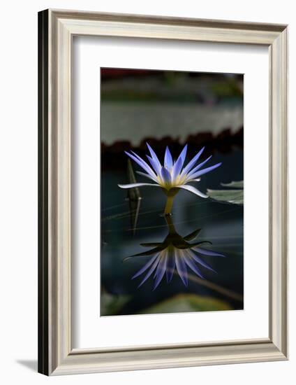 Blue Lotus Water Lily and Reflection-PomInOz-Framed Photographic Print