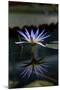 Blue Lotus Water Lily and Reflection-PomInOz-Mounted Photographic Print