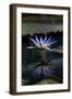 Blue Lotus Water Lily and Reflection-PomInOz-Framed Photographic Print