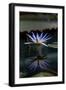 Blue Lotus Water Lily and Reflection-PomInOz-Framed Photographic Print