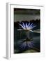 Blue Lotus Water Lily and Reflection-PomInOz-Framed Photographic Print