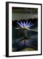 Blue Lotus Water Lily and Reflection-PomInOz-Framed Photographic Print