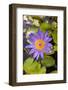 Blue Lotus-Wongsiri Subhayon-Framed Photographic Print