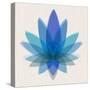 Blue Lotus-null-Stretched Canvas