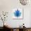 Blue Lotus-null-Stretched Canvas displayed on a wall