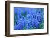 Blue lupin, Sierra de Grazalema Natural Park, southern Spain-Andres M. Dominguez-Framed Photographic Print